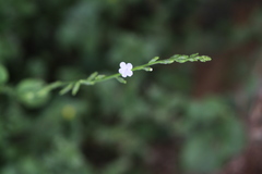 Priva cordifolia